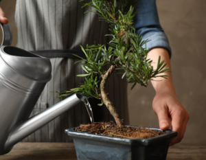 Bonsai Tree