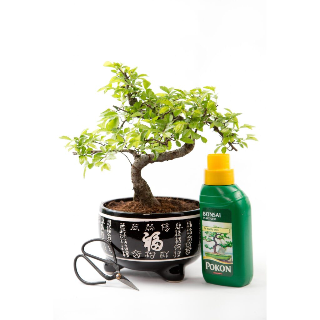 Deko Bonsai Bonsai Baum  Chinesische Ulme Ca. 7 Jahre Alt, In Keramiktopf  (ca. 25-35cm Hoch) Bonzai Bume Echt