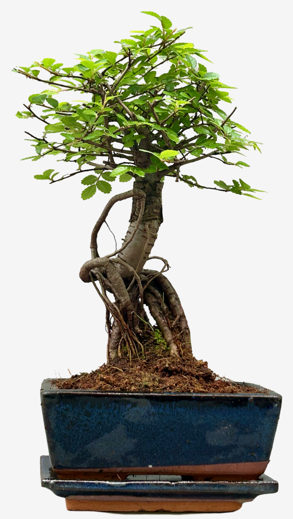 Chinese Elm Bonsai Broom Style - Approx 6 Years Old