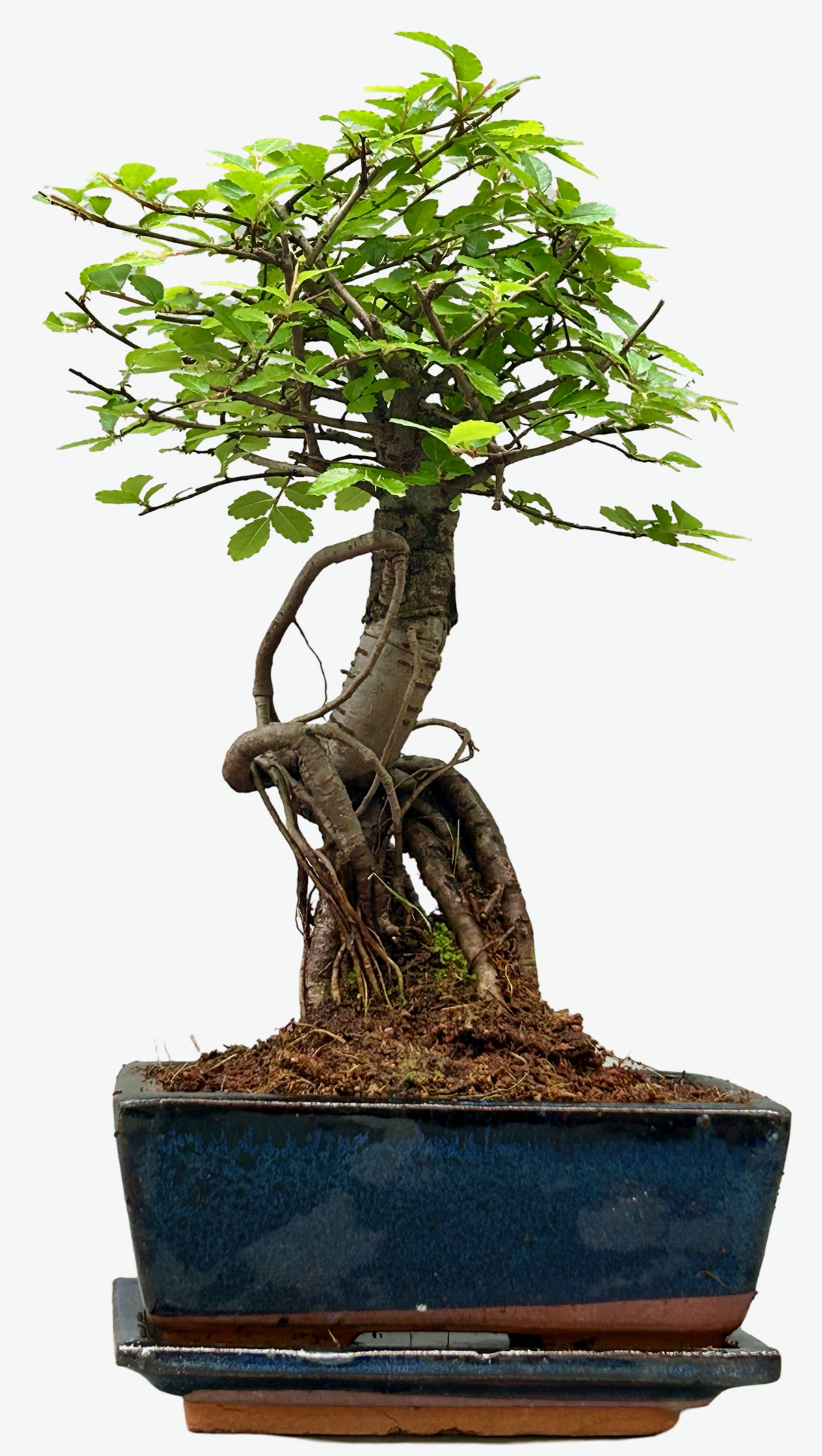 Chinese Elm Bonsai Broom Style - Approx 6 Years Old