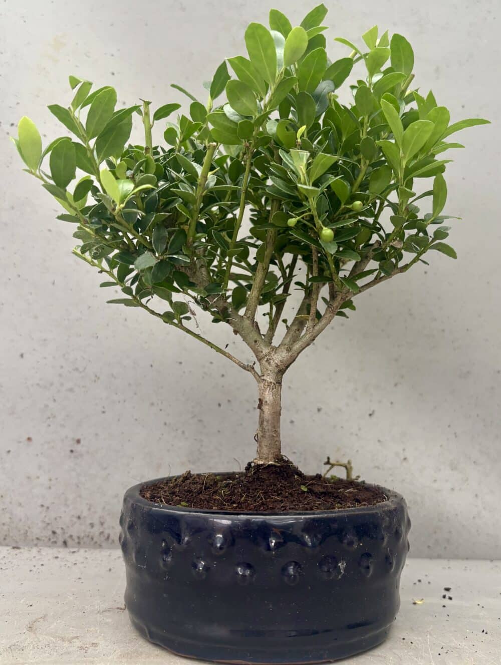 Japenese Holly Bonsai Tree (Ilex Crenata) - Broom Style