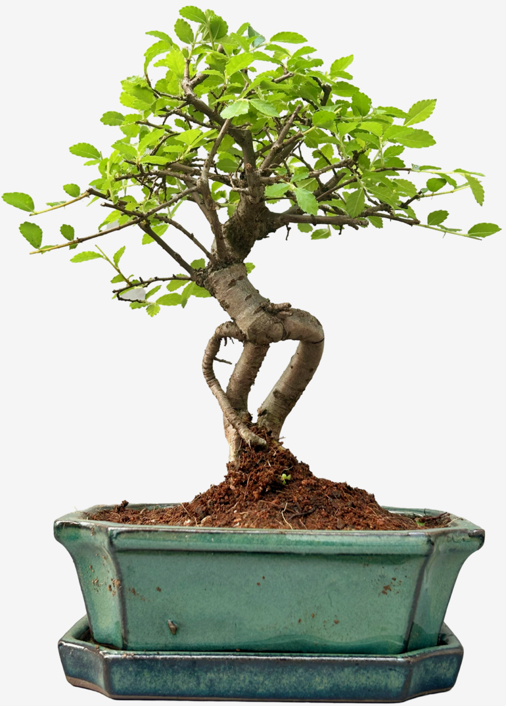 chinese Elm Bonsai Tree (Approx 6 Years old) with Green pot - Broom Style