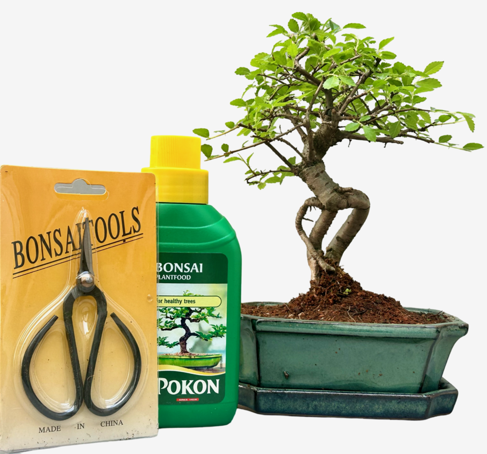 Chinese Elm Bonsai Tree (Approx 6 Years old) with Green pot – Broom Style - GIFT SET