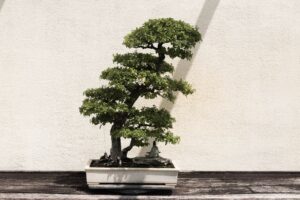 bonsai tree