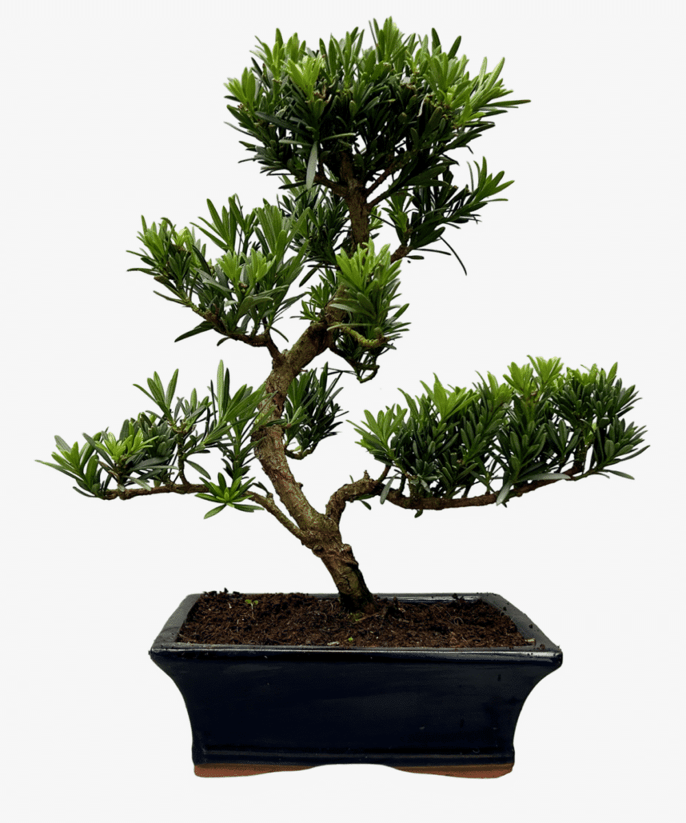 Podocarpus Bonsai Tree in 20cm Pot