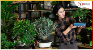 how-to-choose-a-bonsai-tree-bonsai2u