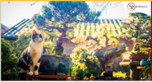 are-bonsai-trees-poisonous-to-cats-bonsai2u