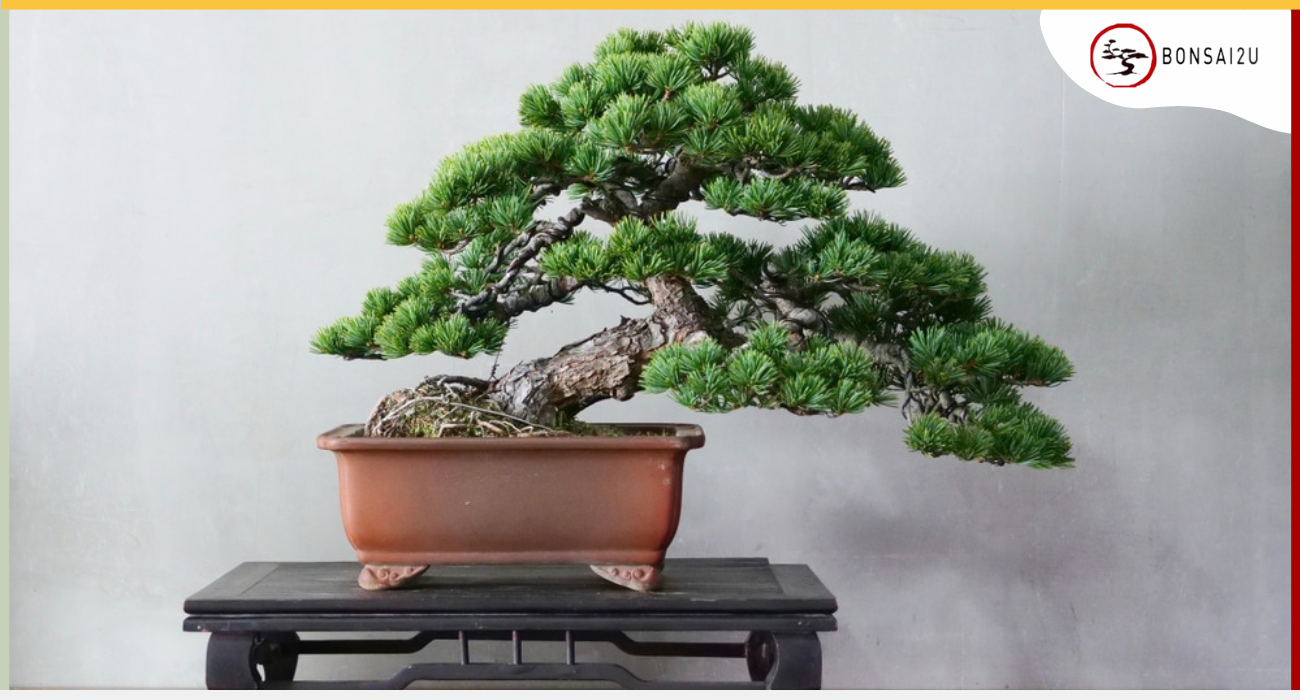 how-to-display-bonsai-trees-indoors-bonsai2u