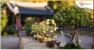 how-to-display-bonsai-trees-outdoors-bonsai2u