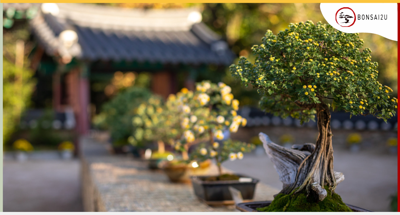 how-to-display-bonsai-trees-outdoors-bonsai2u