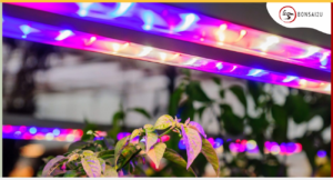 should-you-use-grow-lights-for-your-bonsai-bonsai2u