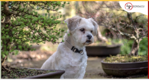are-bonsai-trees-poisonous-to-dogs-bonsai2u