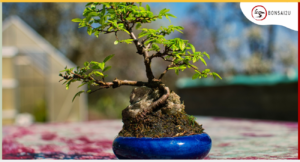 can-you-grow-a-tree-from-a-bonsai-growing-kit-bonsai2u