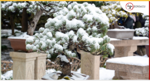 bonsai-tree-care-winter-bonsai2u