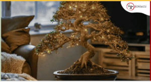 christmas-bonsai-tree-bonsai2u