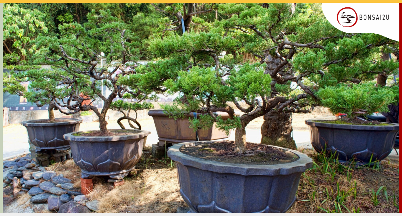 can-any-tree-be-a-bonsai-bonsai2u