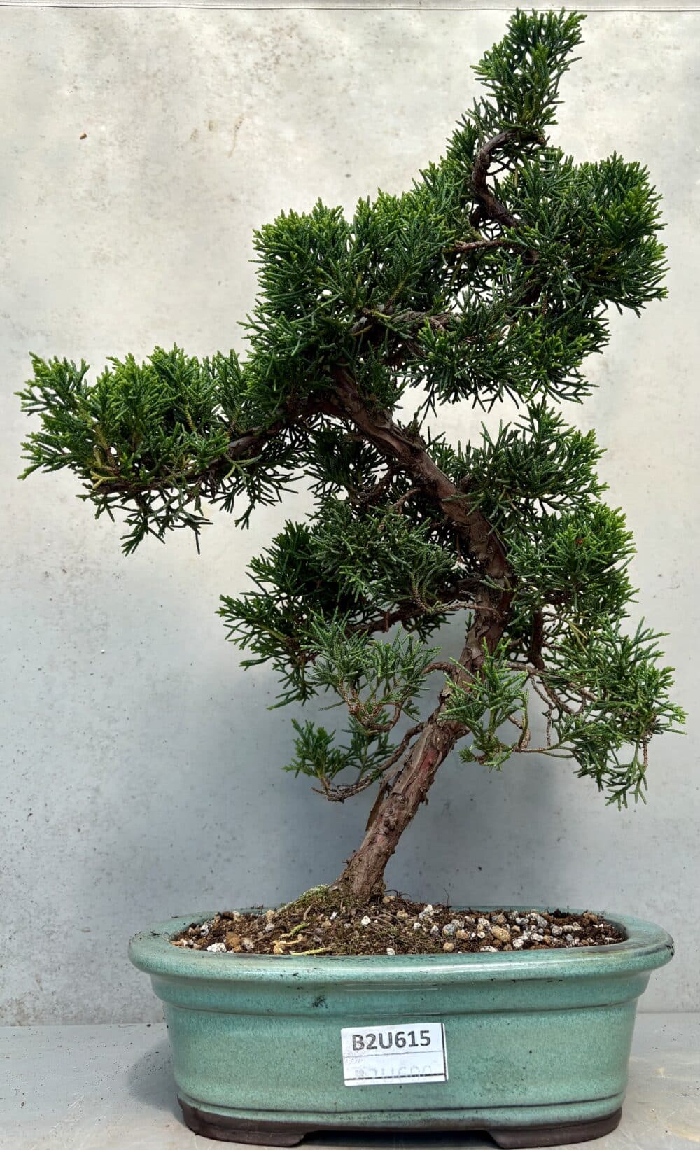 Japanese Imported Blaauws Juniper - B2U615