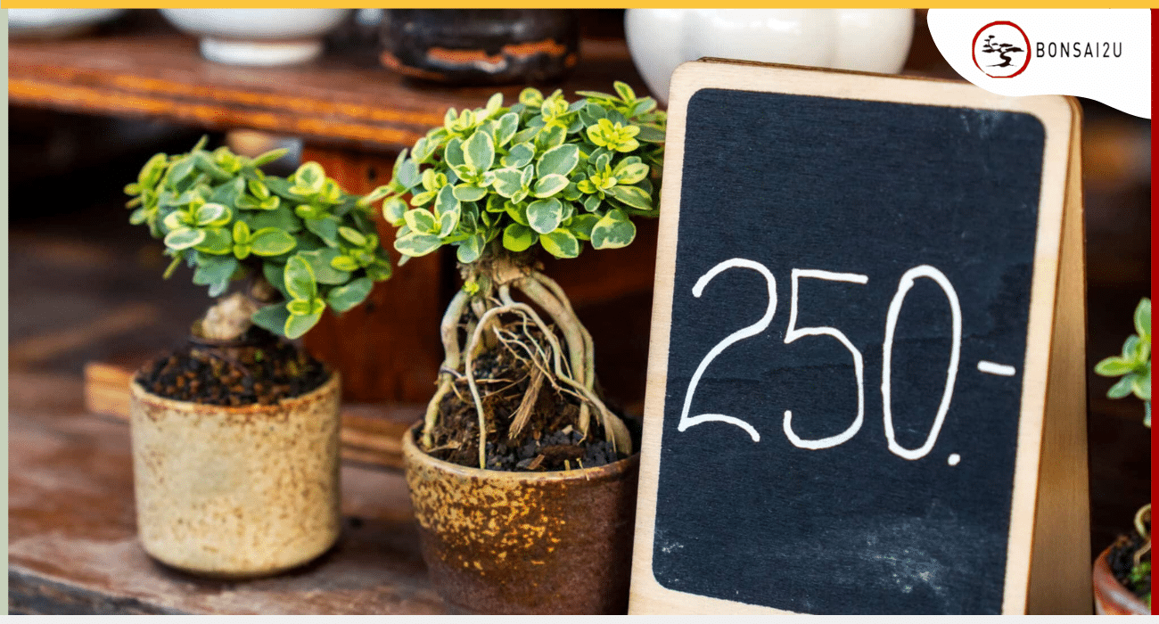 how-much-are-bonsai-trees-bonsai2u