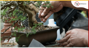 best-soil-bonsai-trees-bonsai2u
