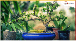 outdoot-bonsai-tree-care-bonsai2u