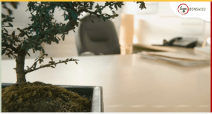 bonsai-tree-office-bonsai2u