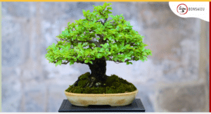 bonsai-tree-care-for-beginners-bonsai2u