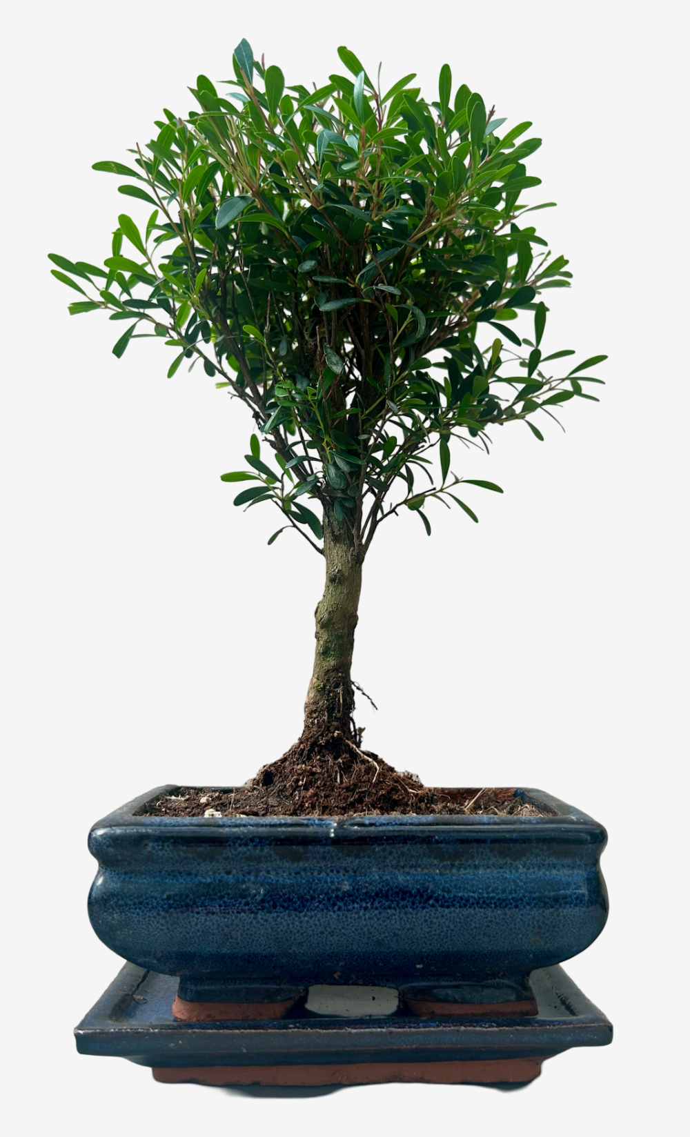 Syzygium Brush Cherry Bonsai Tree with 15cm pot – Broom Style