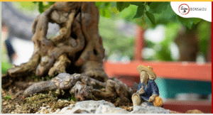 what-does-bonsai-mean-bonsai2u