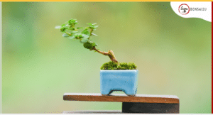 What Are the Different Types of Bonsai Trees