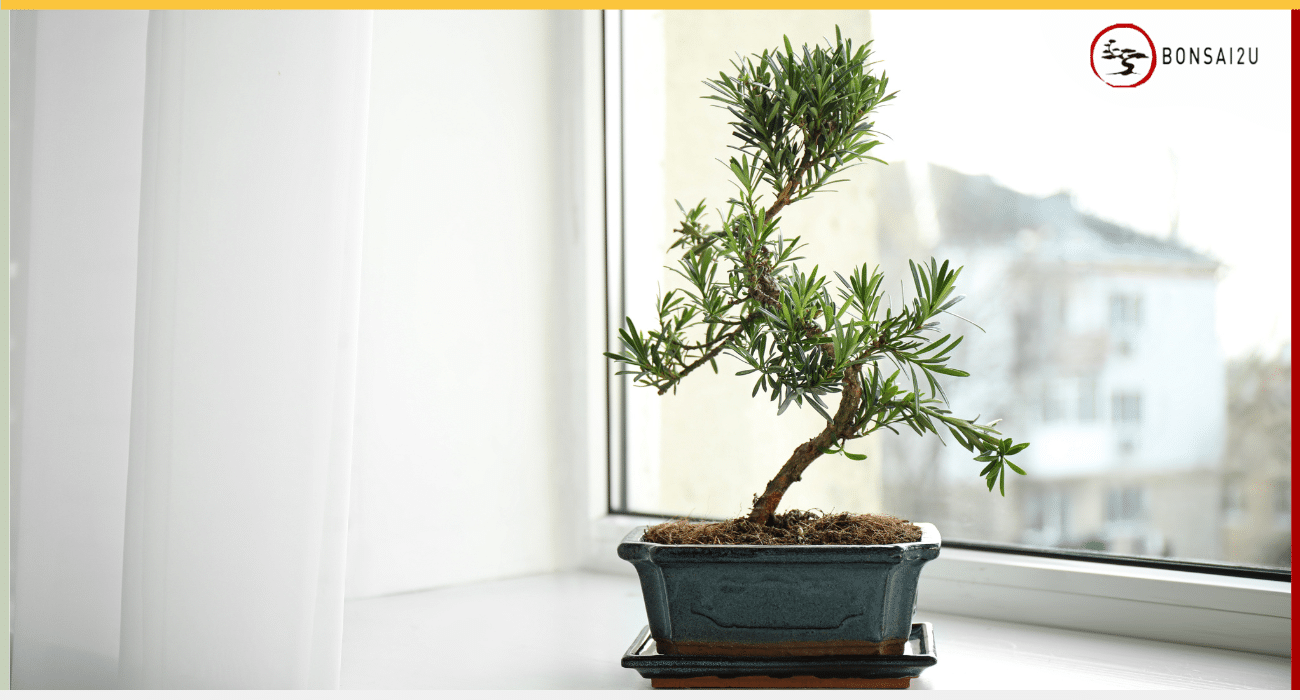 Top 5 Bonsai Tree Gifts That Are Easy to Care For