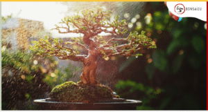 Christmas Bonsai Gift Ideas for Your Green-Fingered Friends