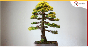 How to Choose the Perfect Bonsai Tree Gift for Your Loved One