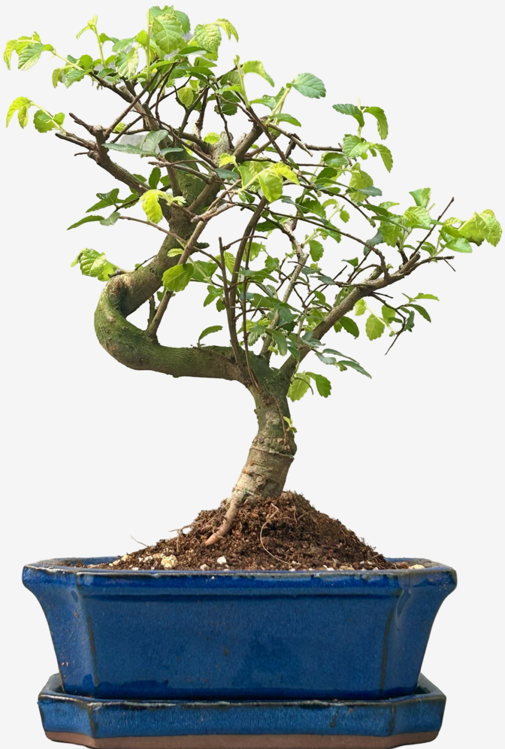 Chinese Elm Bonsai Tree (Approx 7 Years old) with Blue pot – Shaped