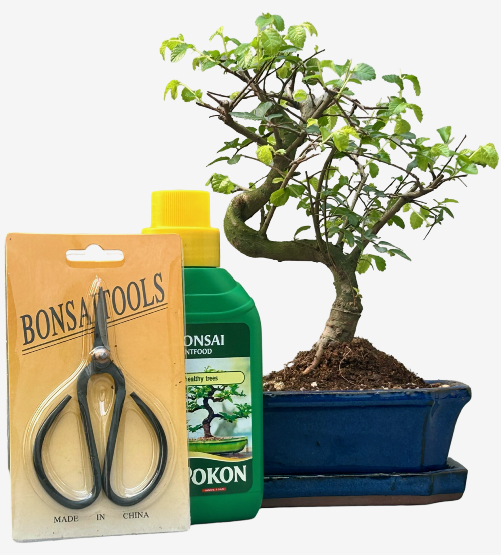Chinese Elm Bonsai Tree (Approx 7 Years old) with Blue pot – Shaped - Gift Set
