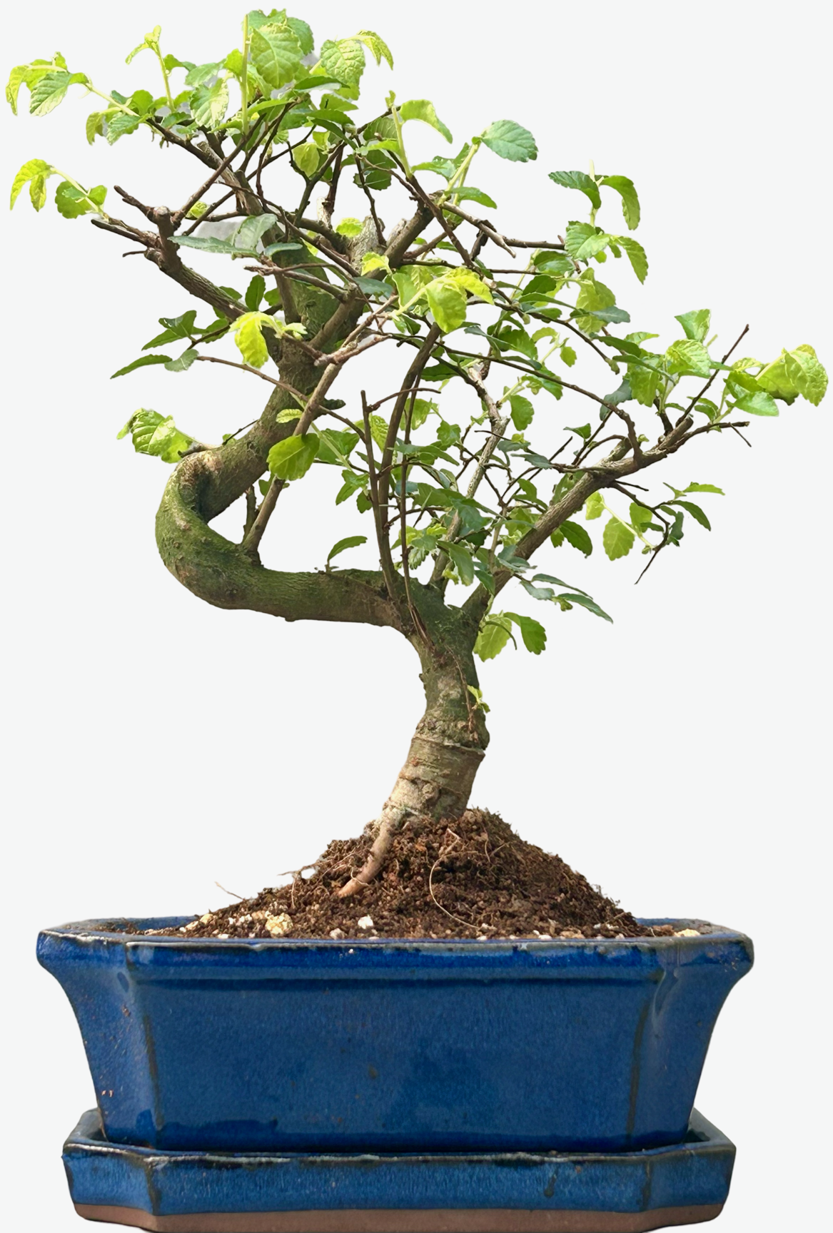 Chinese Elm Bonsai Tree (Approx 7 Years old) with Blue pot  Shaped -  Bonsai2U