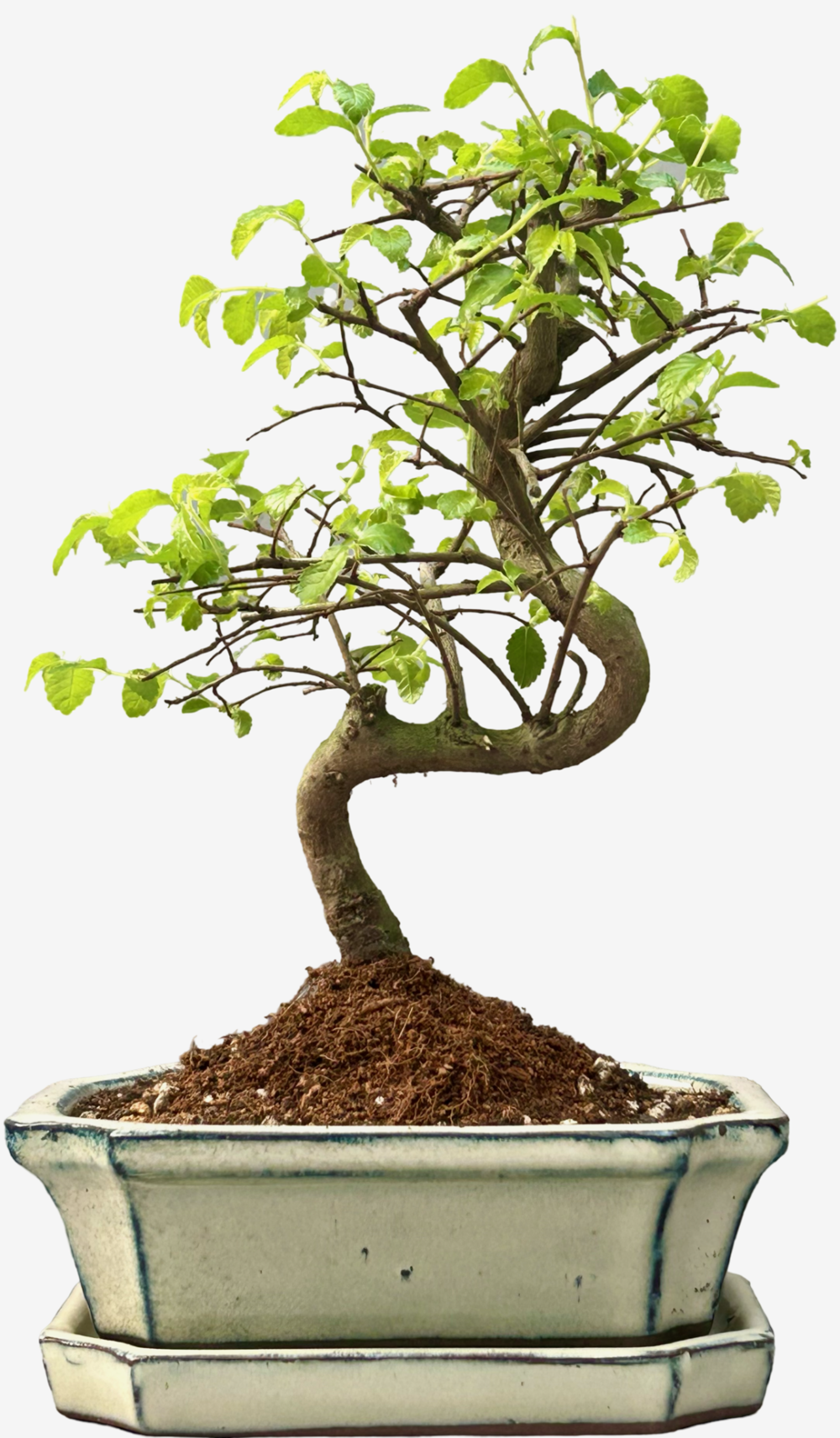 Chinese Elm Bonsai Tree (Approx 7 Years old) with Cream pot – Shaped