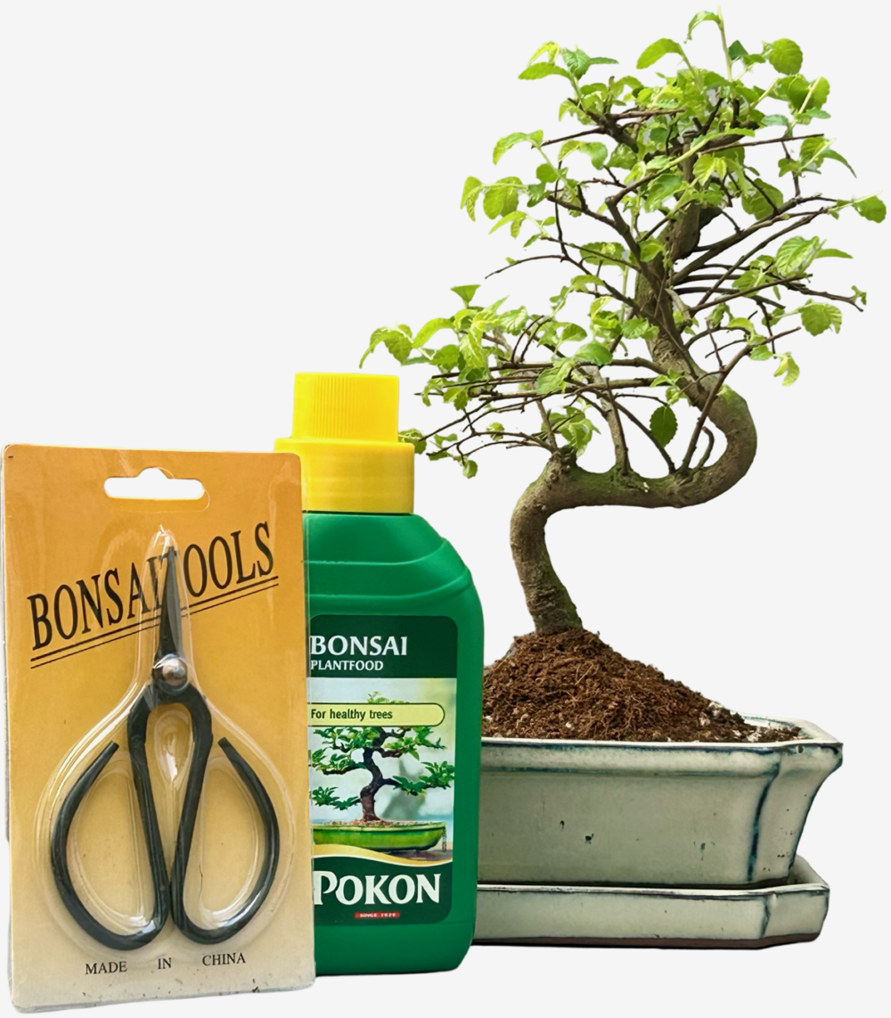 Chinese Elm Bonsai Tree (Approx 7 Years old) with Cream pot – Shaped – Gift Set