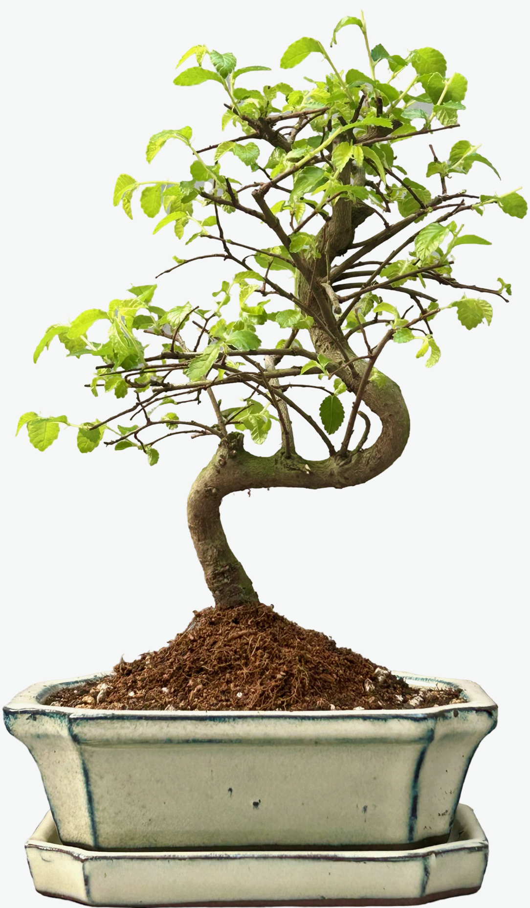 Chinese Elm Bonsai Tree (Approx 7 Years old) with Cream pot – Shaped