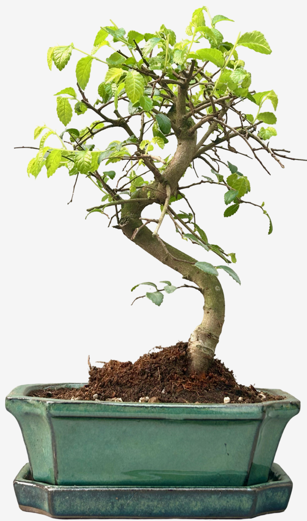 Chinese Elm Bonsai Tree (Approx 7 Years old) with Green pot – Shaped