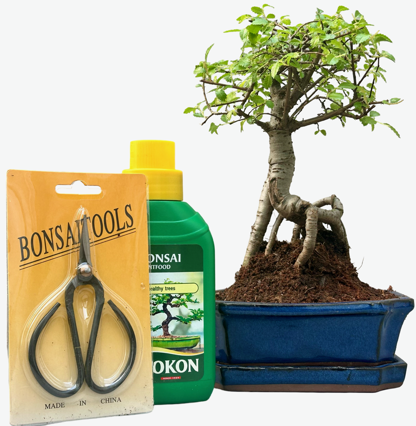 Gift set bonsai Carmona - Fukientee - about 6 years old