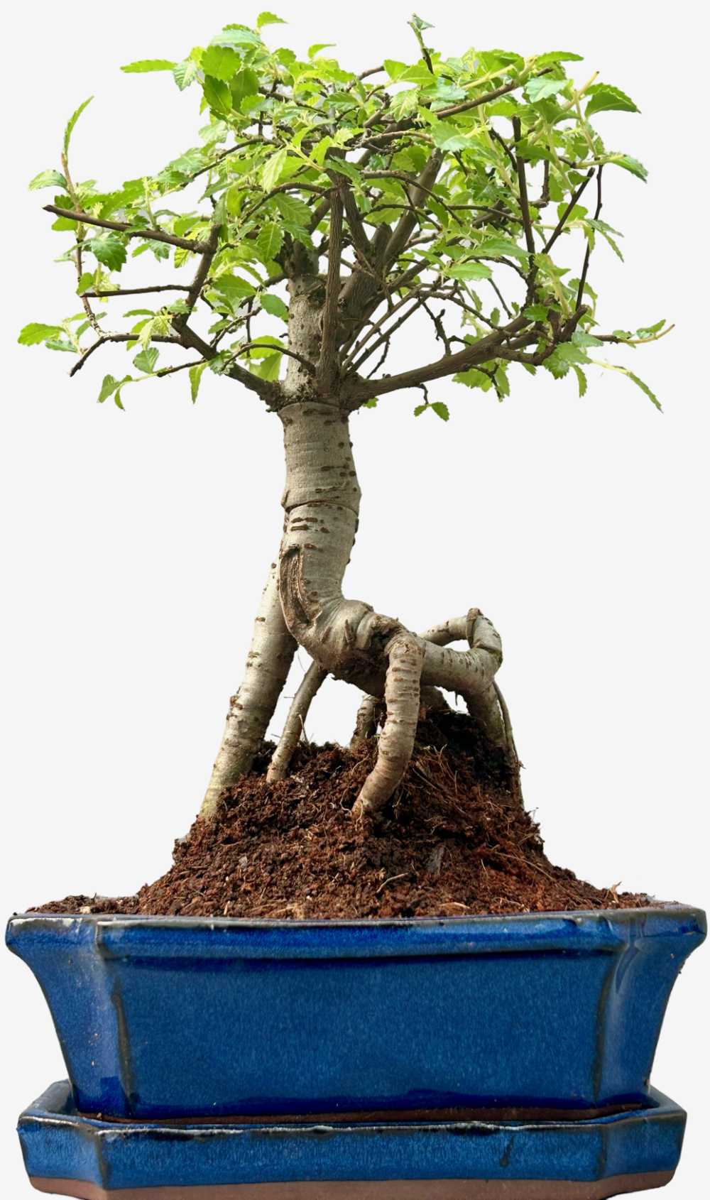 Chinese Elm Bonsai Tree (Approx 6 Years old) with Blue pot – Broom Style
