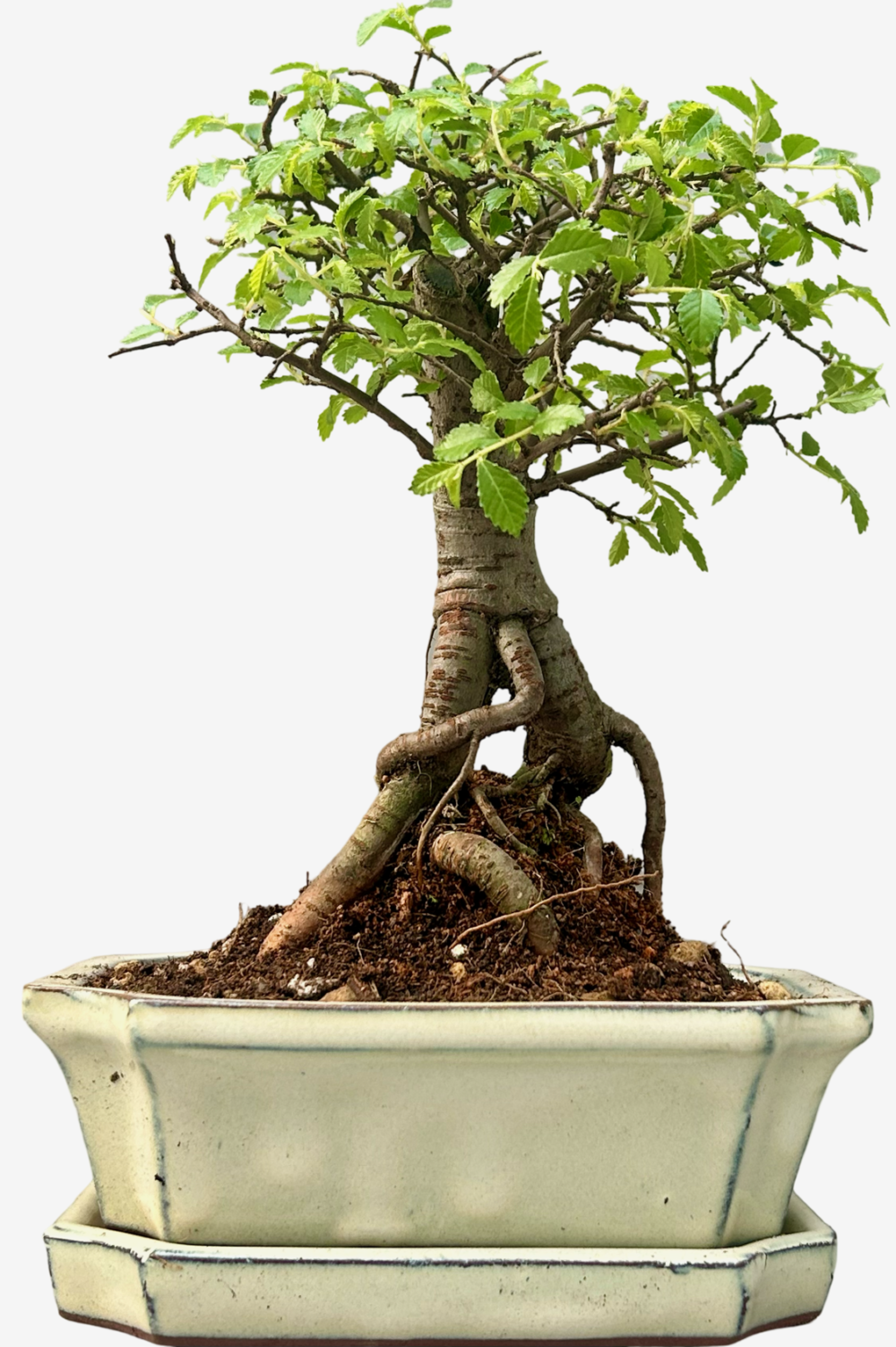 Chinese Elm Bonsai Tree (Approx 6 Years old) with Cream pot – Broom Style