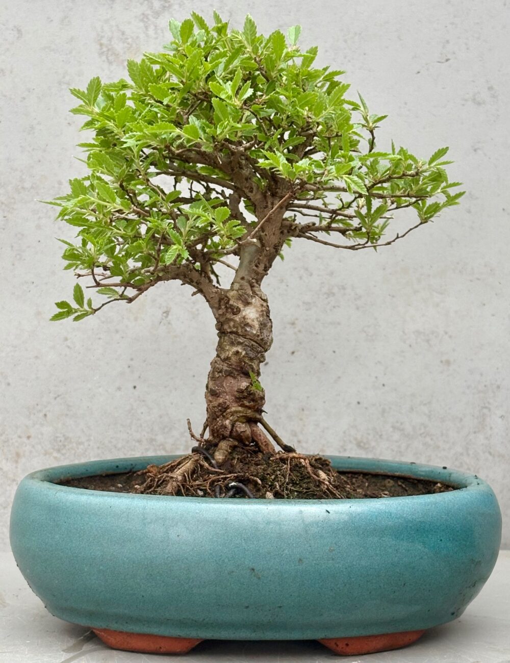 Premium ‘Cork Bark’ Chinese Elms