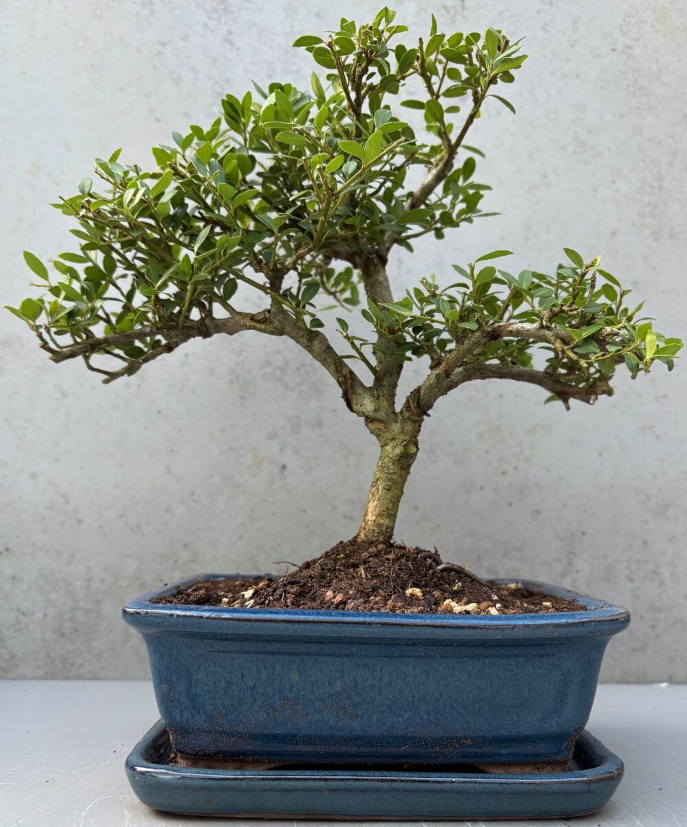 Premium 'Ilex Crenata' Bonsai Trees