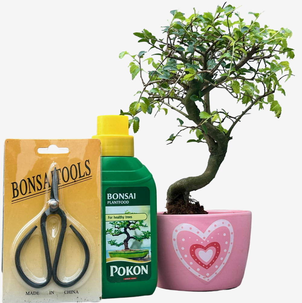 CHINESE ELM BONSAI TREE – PINK LOVE HEART POT - GIFT SET