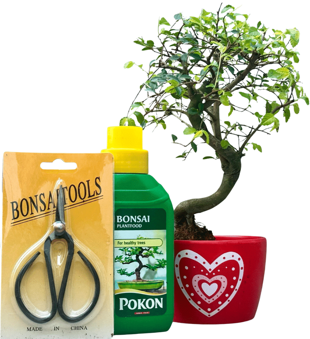 CHINESE ELM BONSAI TREE – RED LOVE HEART POT - GIFT SET