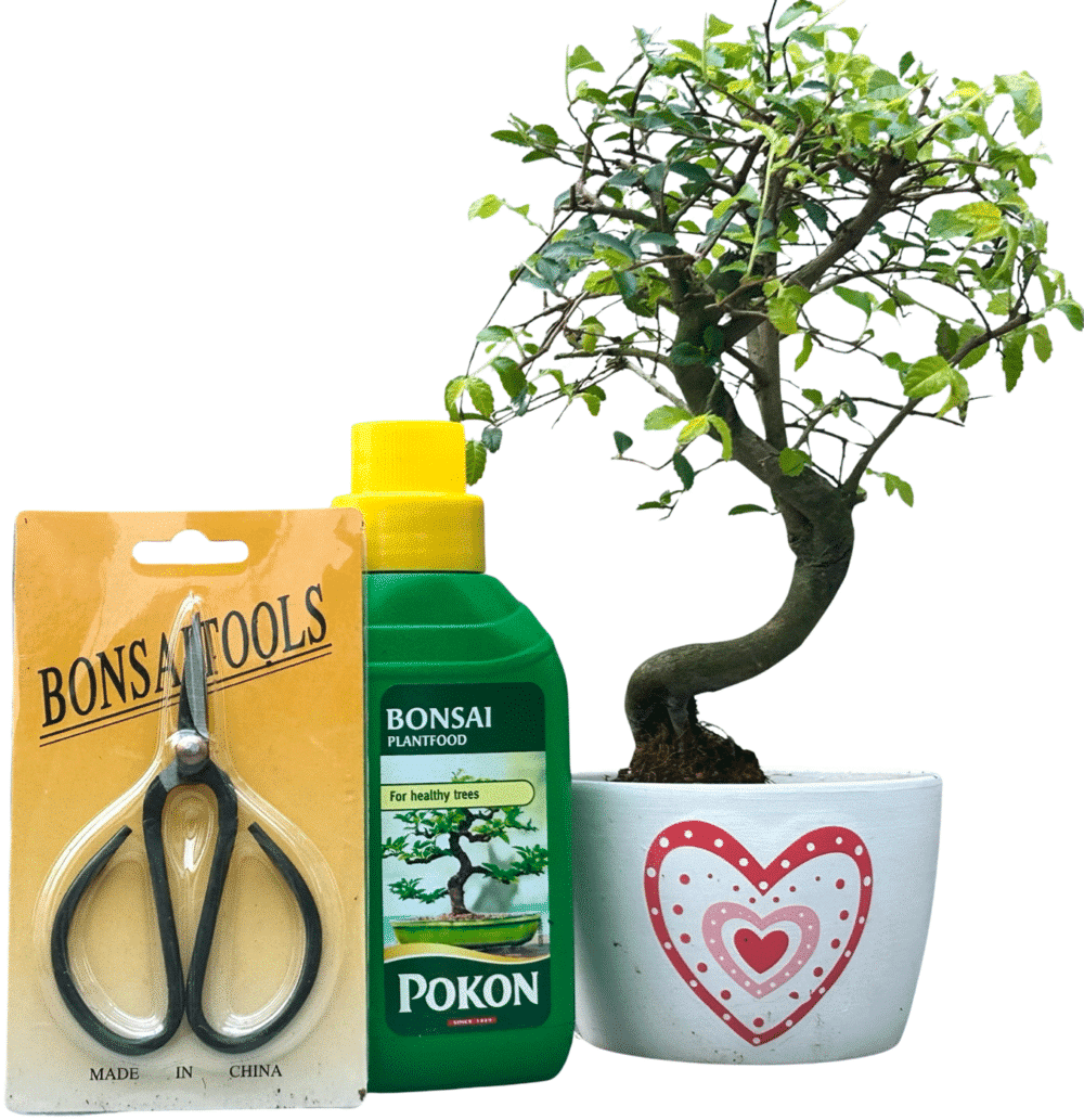 CHINESE ELM BONSAI TREE – WHITE LOVE HEART POT - GIFT SET