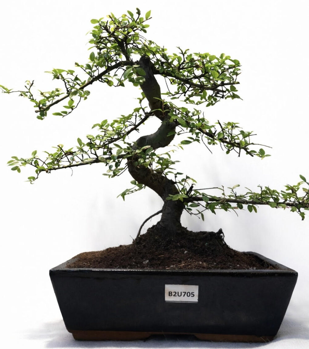 Chinese Elm Bonsai Tree In a 28.5cm Ceramic Bonsai Pot – B2U705