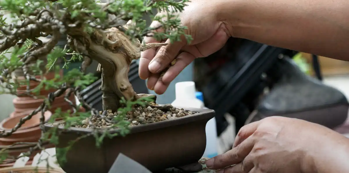 Bonsai soil