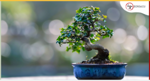 Top Tips for Pruning and Shaping Your Chinese Elm Bonsai